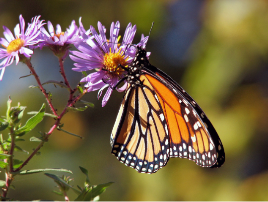 Schmetterling